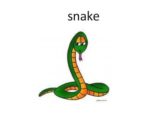 snake