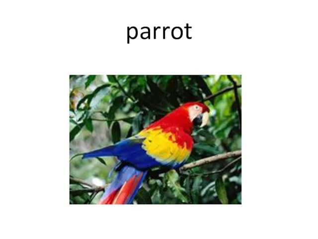 parrot