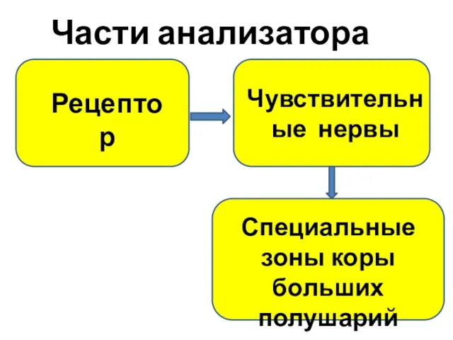 Части анализатора Рецептор Чувствительные нервы Специальные зоны коры больших полушарий