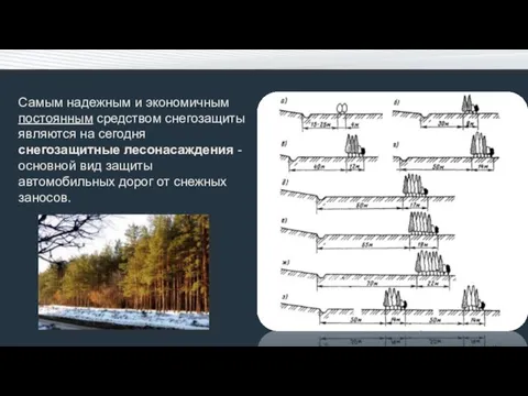 Самым надежным и экономичным постоянным средст­вом снегозащиты являются на сегодня снегоза­щитные лесонасаждения