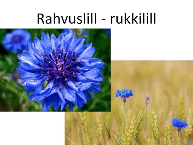 Rahvuslill - rukkilill