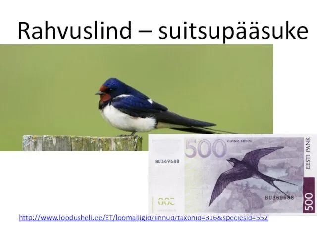 Rahvuslind – suitsupääsuke http://www.loodusheli.ee/ET/loomaliigid/linnud/taxonid=316&speciesid=552