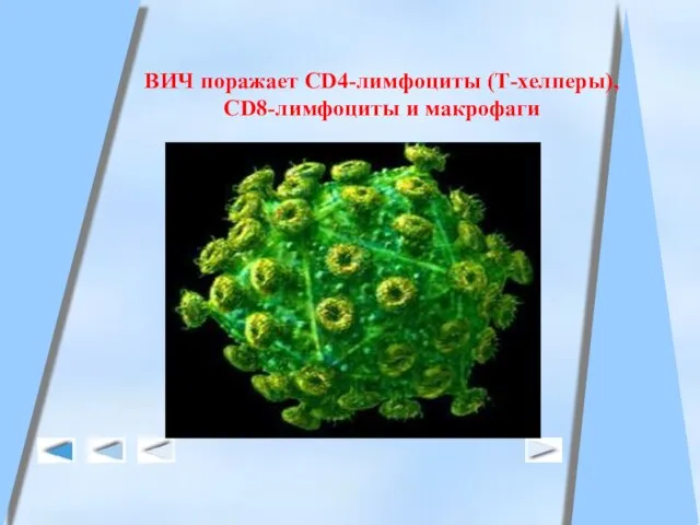 ВИЧ поражает CD4-лимфоциты (Т-хелперы), CD8-лимфоциты и макрофаги
