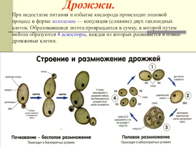 Дрожжи. При недостатке питания и избытке кислорода происходит половой процесс в форме