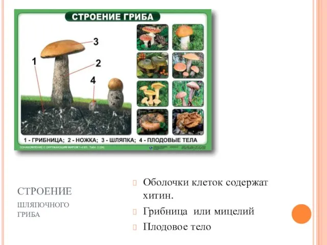 СТРОЕНИЕ шляпочного гриба Оболочки клеток содержат хитин. Грибница или мицелий Плодовое тело