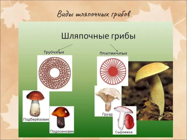 Виды шляпочных грибов