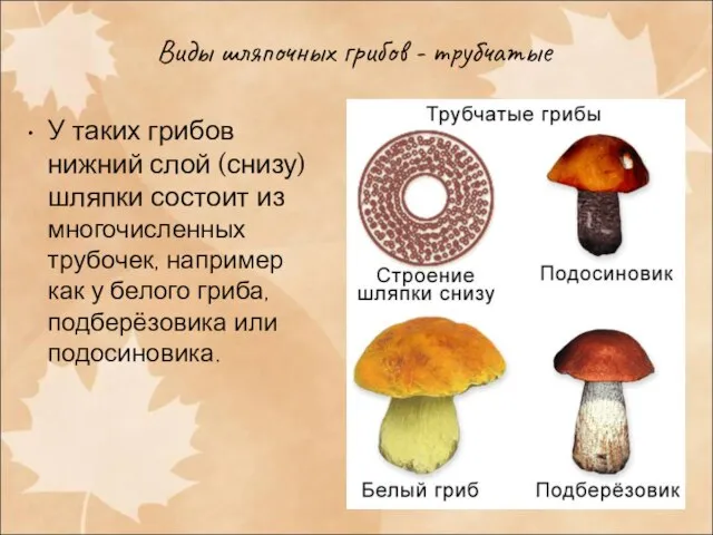 Виды шляпочных грибов - трубчатые У таких грибов нижний слой (снизу) шляпки
