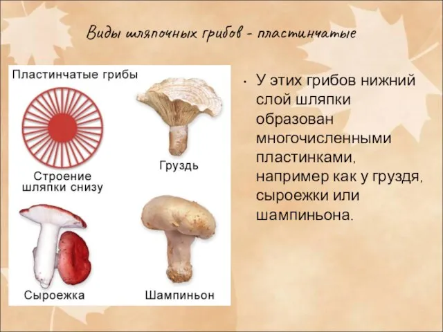 Виды шляпочных грибов - пластинчатые У этих грибов нижний слой шляпки образован