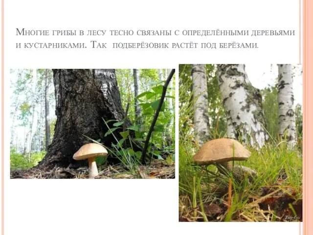 Многие грибы в лесу тесно связаны с определёнными деревьями и кустарниками. Так подберёзовик растёт под берёзами.