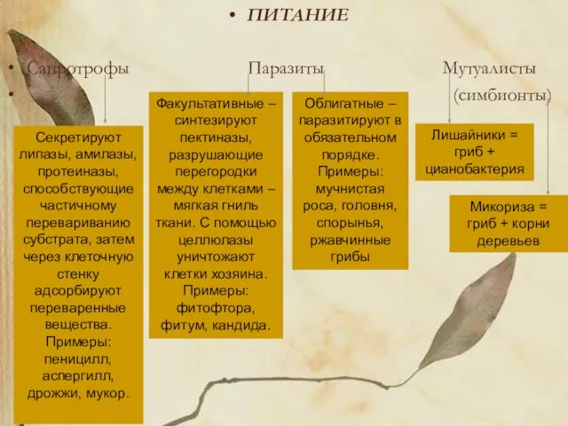 ПИТАНИЕ Сапротрофы Паразиты Мутуалисты (симбионты) Секретируют липазы, амилазы, протеиназы, способствующие частичному перевариванию