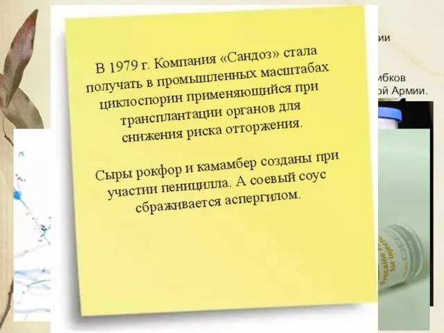 В СССР первые образцы пенициллина получили в 1942 году микробиологи З. В.