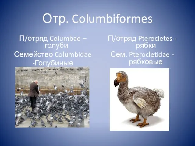 Отр. Columbiformes П/отряд Columbae – голуби Семейство Columbidae -Голубиные П/отряд Pterocletes -