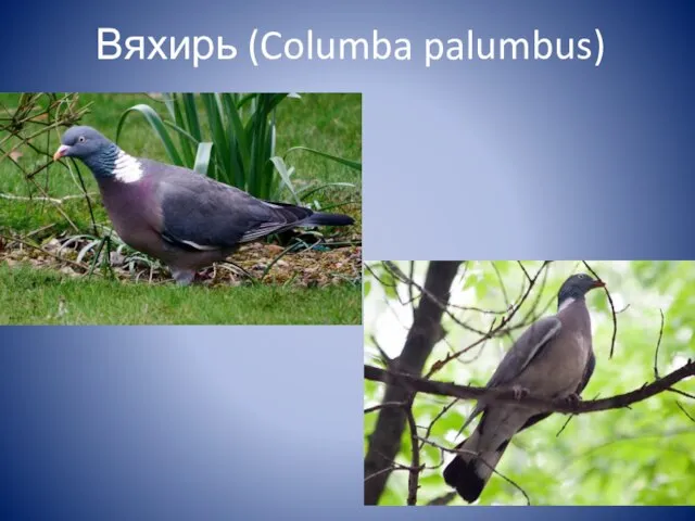 Вяхирь (Columba palumbus)