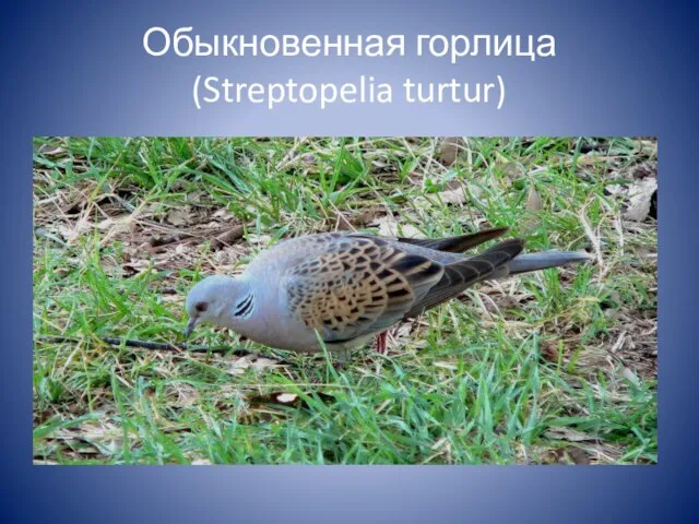 Обыкновенная горлица (Streptopelia turtur)