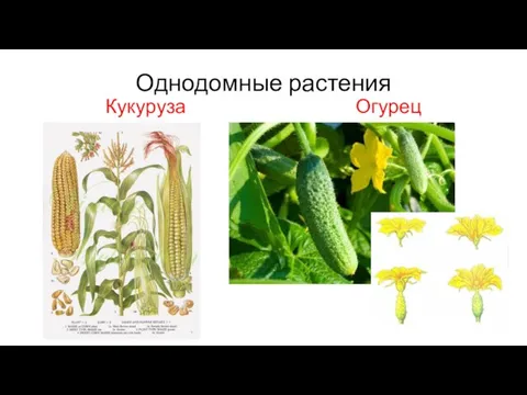 Однодомные растения Кукуруза Огурец