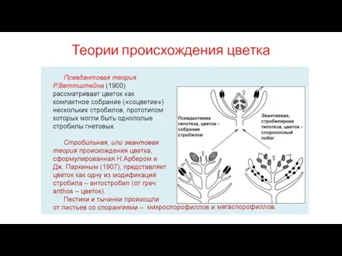 Теории происхождения цветка