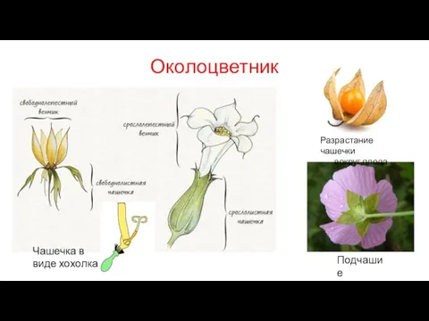 Околоцветник Подчашие Разрастание чашечки вокруг плода Чашечка в виде хохолка