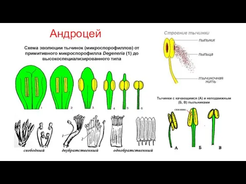 Андроцей