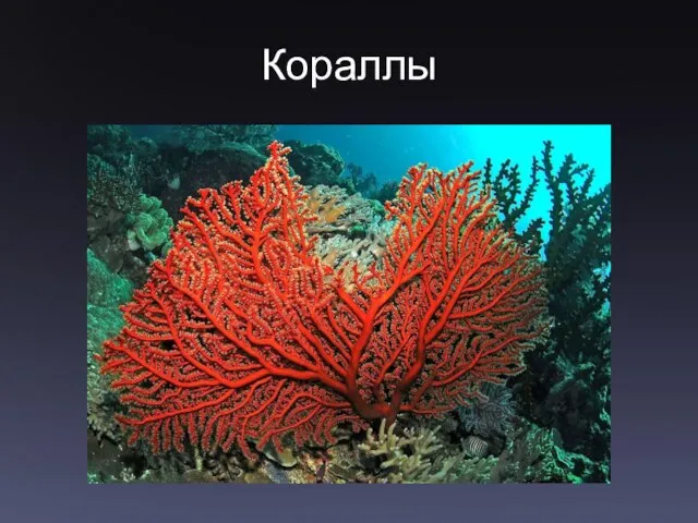 Кораллы