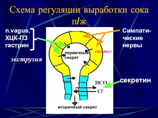 Схема регуляции выработки сока п/ж HCO3 - Cl- n.vagus, ХЦК-ПЗ гастрин Симпати-