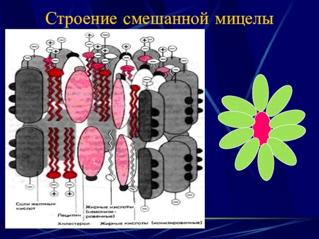 Строение смешанной мицелы