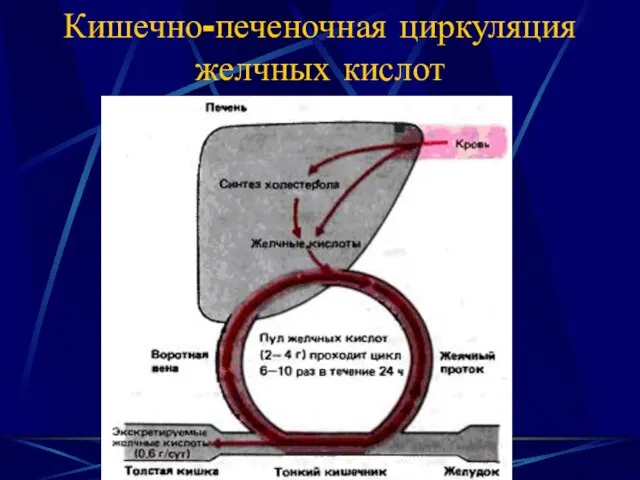 Кишечно-печеночная циркуляция желчных кислот