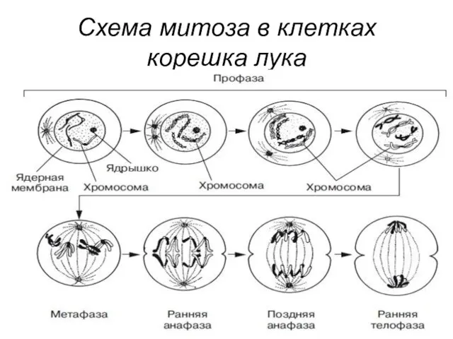 Схема митоза в клетках корешка лука