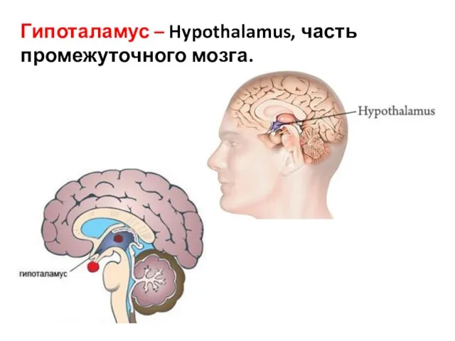 Гипоталамус – Hypothalamus, часть промежуточного мозга.