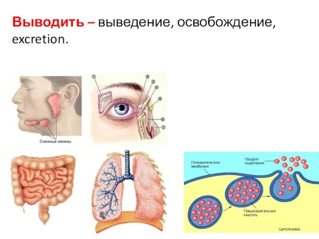 Выводить – выведение, освобождение, excretion.