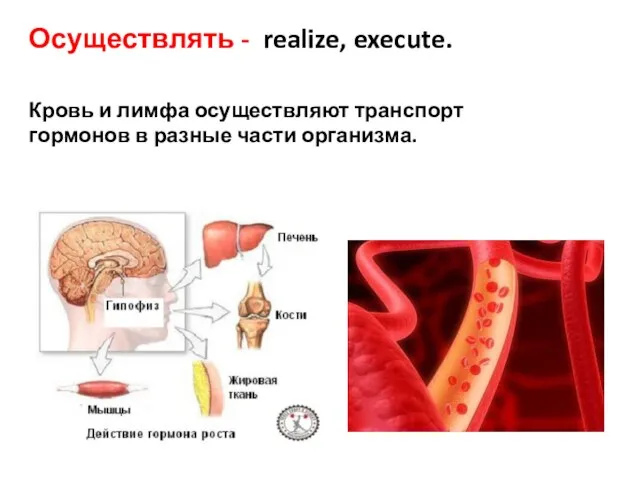 Осуществлять - realize, execute. Кровь и лимфа осуществляют транспорт гормонов в разные части организма.