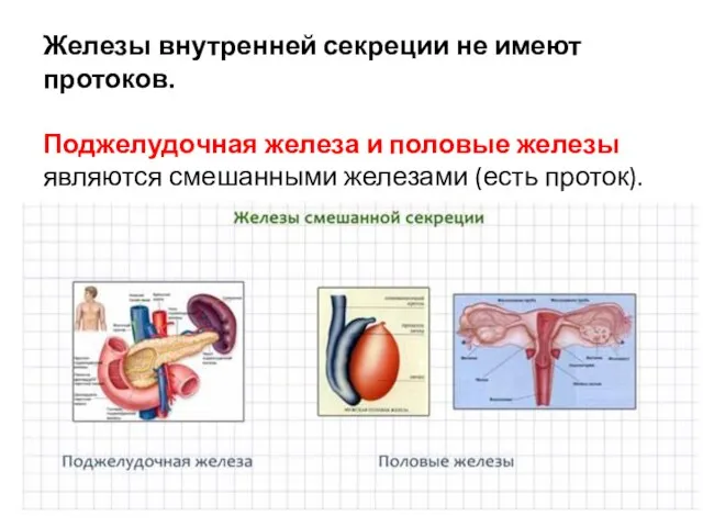 Железы внутренней секреции не имеют протоков. Поджелудочная железа и половые железы являются смешанными железами (есть проток).