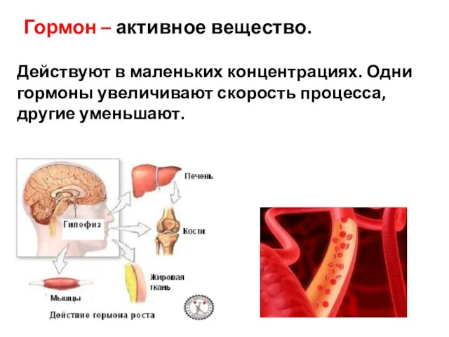 Гормон – активное вещество. Действуют в маленьких концентрациях. Одни гормоны увеличивают скорость процесса, другие уменьшают.