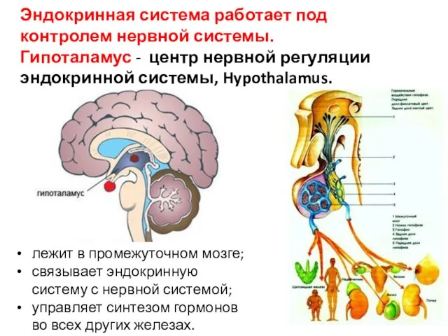 Эндокринная система работает под контролем нервной системы. Гипоталамус - центр нервной регуляции