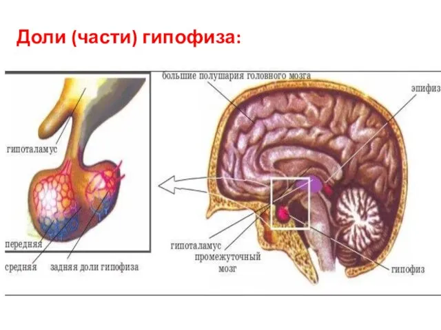 Доли (части) гипофиза: