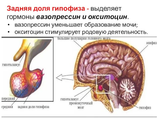 Задняя доля гипофиза - выделяет гормоны вазопрессин и окситоцин. вазопрессин уменьшает образование