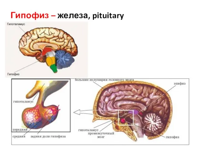 Гипофиз – железа, pituitary