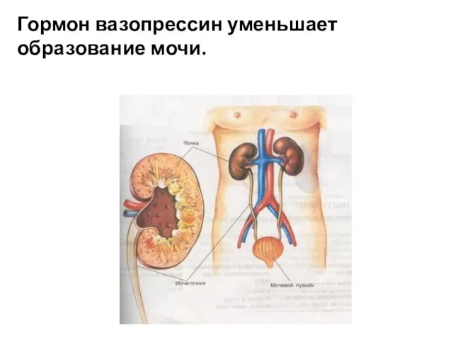 Гормон вазопрессин уменьшает образование мочи.