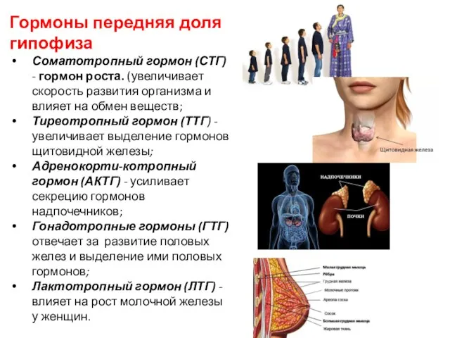 Гормоны передняя доля гипофиза Соматотропный гормон (СТГ) - гормон роста. (увеличивает скорость