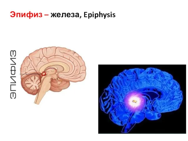 Эпифиз – железа, Epiphysis