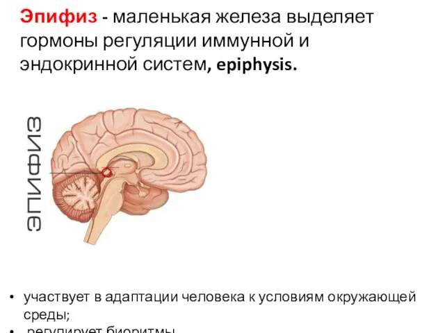 Эпифиз - маленькая железа выделяет гормоны регуляции иммунной и эндокринной систем, epiphysis.