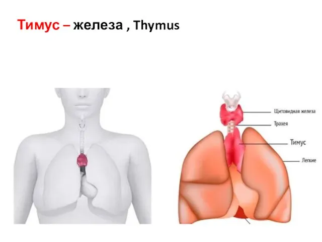 Тимус – железа , Thymus