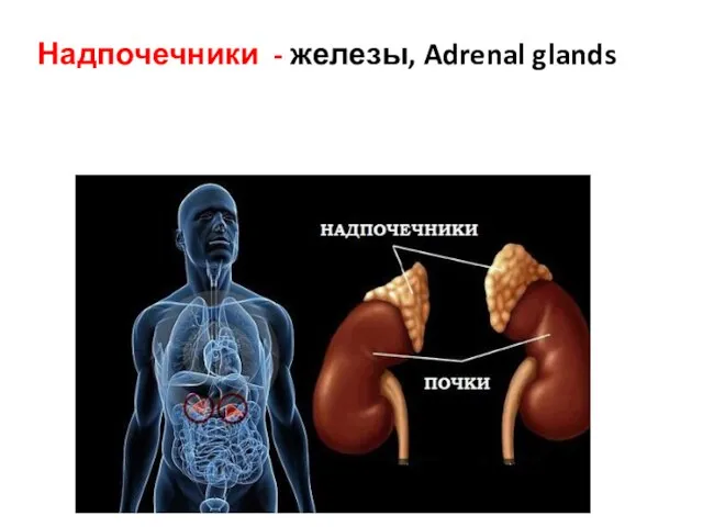 Надпочечники - железы, Adrenal glands