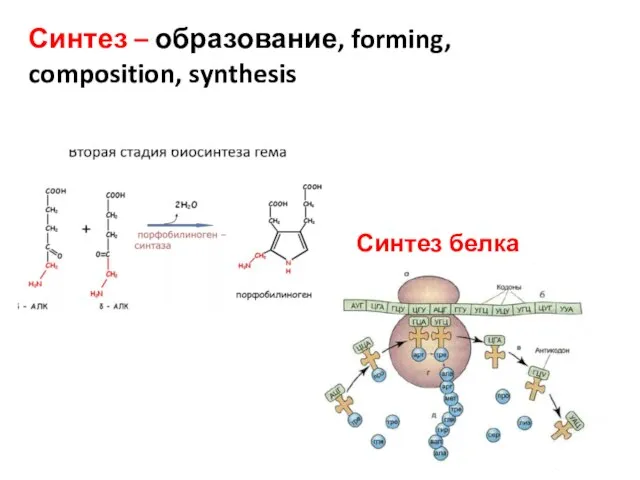 Синтез – образование, forming, composition, synthesis Синтез белка