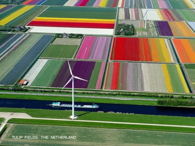 TULIP FIELDS, THE NETHERLAND