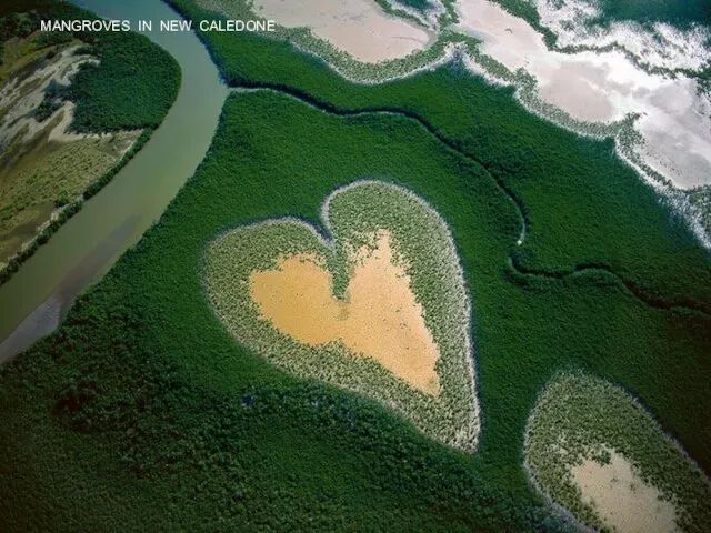 MANGROVES IN NEW CALEDONE