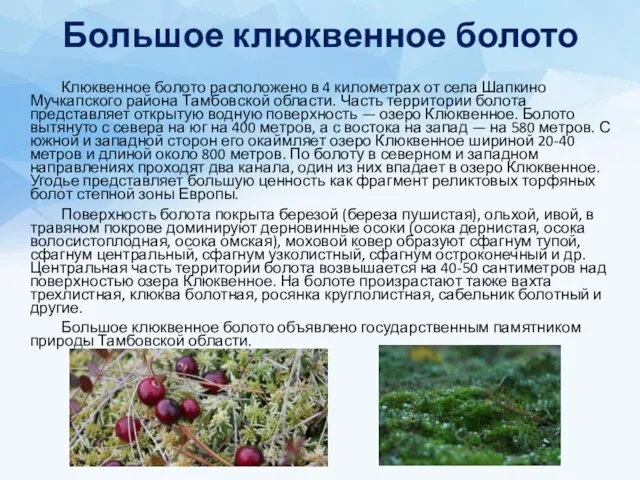 Большое клюквенное болото Клюквенное болото расположено в 4 километрах от села Шапкино