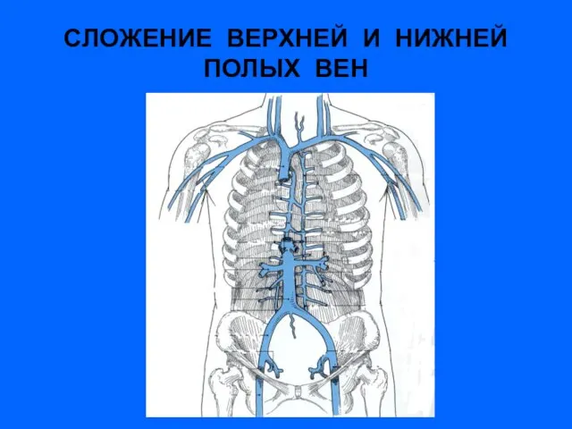 СЛОЖЕНИЕ ВЕРХНЕЙ И НИЖНЕЙ ПОЛЫХ ВЕН