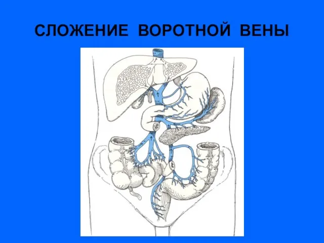 СЛОЖЕНИЕ ВОРОТНОЙ ВЕНЫ