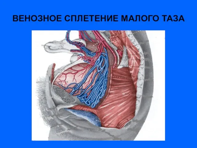 ВЕНОЗНОЕ СПЛЕТЕНИЕ МАЛОГО ТАЗА