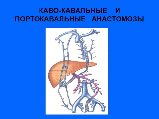 КАВО-КАВАЛЬНЫЕ И ПОРТОКАВАЛЬНЫЕ АНАСТОМОЗЫ